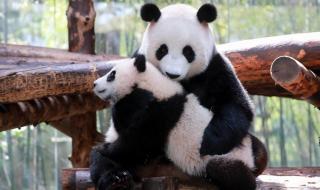 上海野生动物园官网