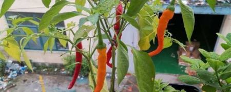 辣椒种植技术视频 辣椒怎么种植
