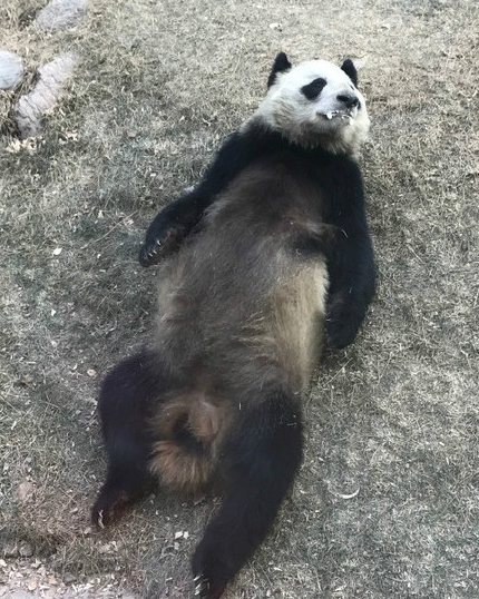 曝兰州熊猫被虐待 饲养员打华妮是因为什么