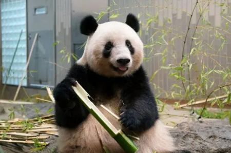 旅日大熊猫香香明日回国 香香回国后在哪