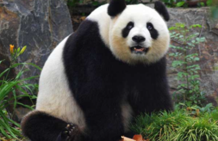大熊猫的生活习惯 大熊猫的生活习性